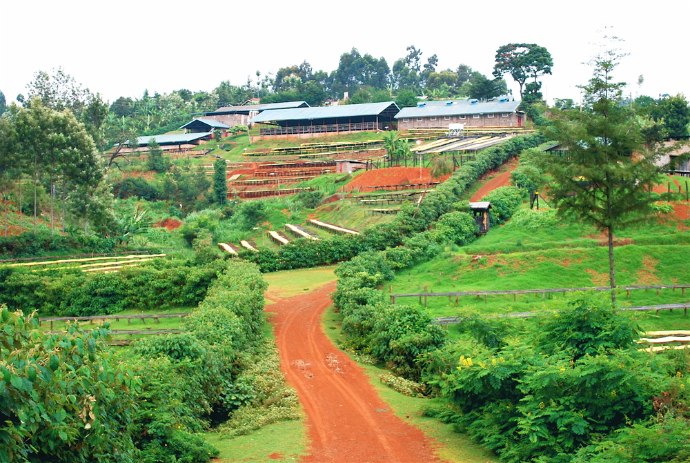 Thiriku Coffee Farm  Nyeri, Kenya 2009